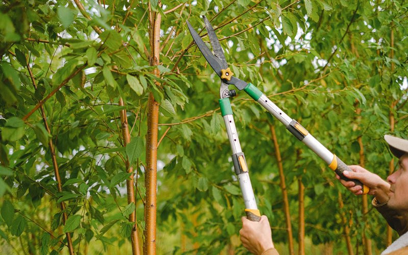 Tree trimming in Rosedale, WV